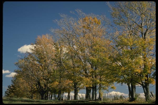 199049 Trees In Autumn Near Magog, Quebec A4 Photo Print
