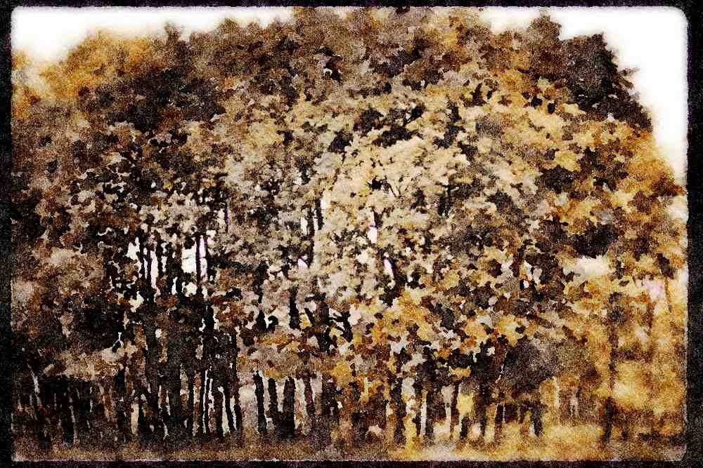 199054 Autumn Foliage, Alberta A4 Limited Edition Watercolour Print