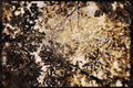 199056 Autumn Foliage A4 Limited Edition Watercolour Print