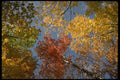 199056 Autumn Foliage A4 Photo Print