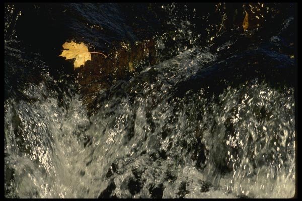 199058 Autumn Leaf Being Swept Away In Mountain River, Quebec A4 Photo Print