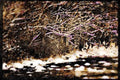199062 River Near Barton, Vermont A4 Limited Edition Watercolour Print