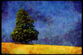 199063 Tree And Field Of Grain Near Keene, Ontario A4 Limited Edition Watercolour Print