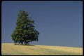 199063 Tree And Field Of Grain Near Keene, Ontario A4 Photo Print