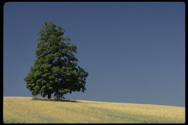 199063 Tree And Field Of Grain Near Keene, Ontario A4 Photo Print