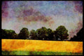 199068 Field Of Oats Near Keene, Ontario A4 Limited Edition Watercolour Print