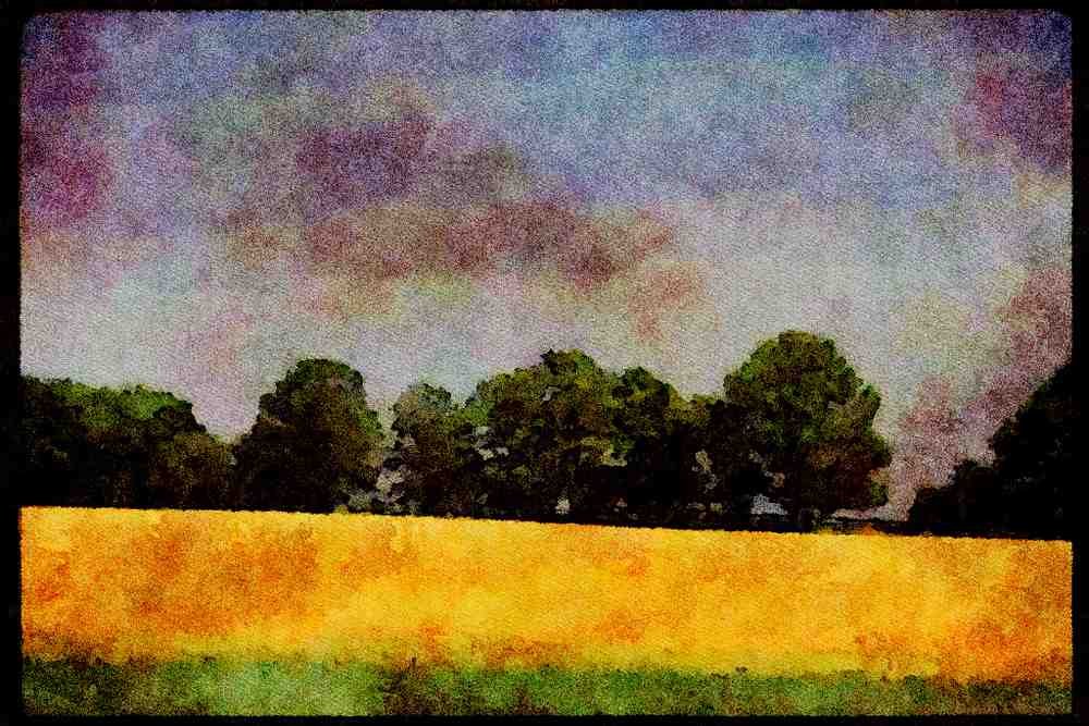 199068 Field Of Oats Near Keene, Ontario A4 Limited Edition Watercolour Print