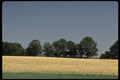 199068 Field Of Oats Near Keene, Ontario A4 Photo Print
