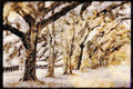 199070 Boone Hall, Mount Pleasant, South Carolina A4 Limited Edition Watercolour Print