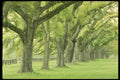 199070 Boone Hall, Mount Pleasant, South Carolina A4 Photo Print