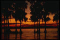 199077 Cypress Gardens, Florida A4 Photo Print