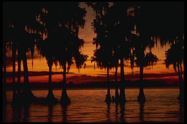 199077 Cypress Gardens, Florida A4 Photo Print