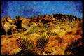 199081 Yucca, Fort Davis, Texas A4 Limited Edition Watercolour Print