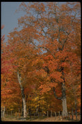 199085 Petit Riviere St. Francois, Charlevoix, Quebec A4 Photo Print