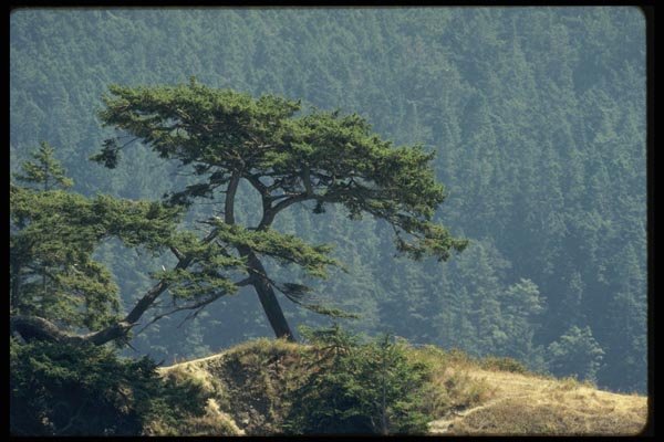 199086 Rosario Beach, Fidalgo Island, Washington State A4 Photo Print