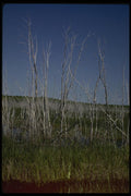 199087 Marsh, Bruce Peninsula, Ontario A4 Photo Print