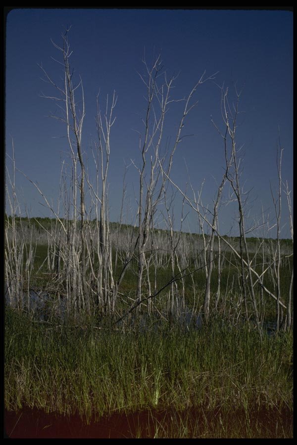 199087 Marsh, Bruce Peninsula, Ontario A4 Photo Print