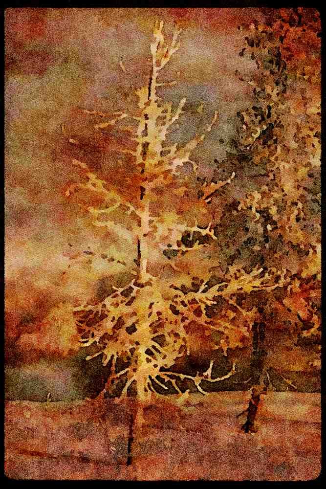 199088 Frosty Tree A4 Limited Edition Watercolour Print