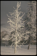 199088 Frosty Tree A4 Photo Print