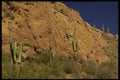 199092 Saguaro Cactus, Tonto National Forest, Apache Trail, Arizona A4 Photo Print