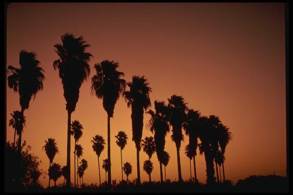 199095 Chusan Palms A4 Photo Print