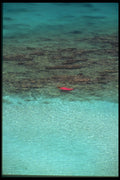 203013 Snorkeler, St. John A4 Photo Print