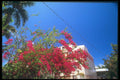 203061 Bougainvillea, St. Croix A4 Photo Print