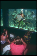 203075 Fish Feeding At Coral World, St. Thomas A4 Photo Print