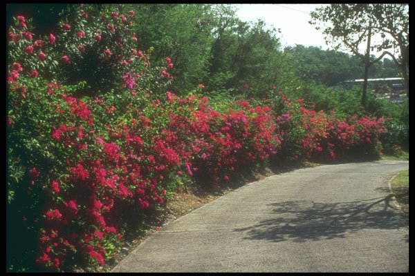 203080 Bougainvillea Along Road In St. Thomas A4 Photo Print