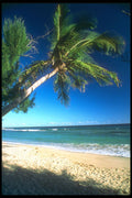 203087 Palm Trees At Cane Bay Beach, St. Croix A4 Photo Print