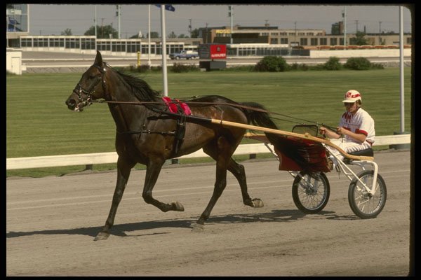 206066 Harness Race Track A4 Photo Print