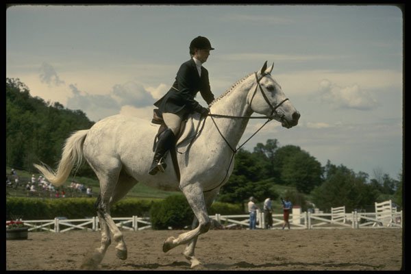 206068 Dressage A4 Photo Print