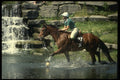 206094 Getting Wet On Horse Trails A4 Photo Print