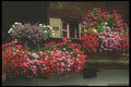 207003 Flowers On The Balcony A4 Photo Print
