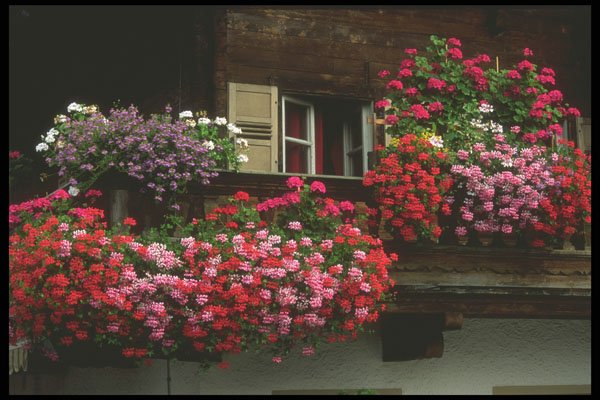 207003 Flowers On The Balcony A4 Photo Print