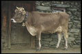 207004 Cow A4 Photo Print