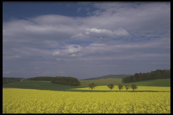 207008 Mustard Fields A4 Photo Print