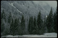 207009 First Snow On Balsam Trees A4 Photo Print