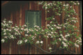207011 Apple Blossoms A4 Photo Print