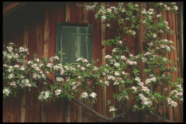 207011 Apple Blossoms A4 Photo Print