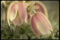 207021 Mountain Anemonae A4 Photo Print