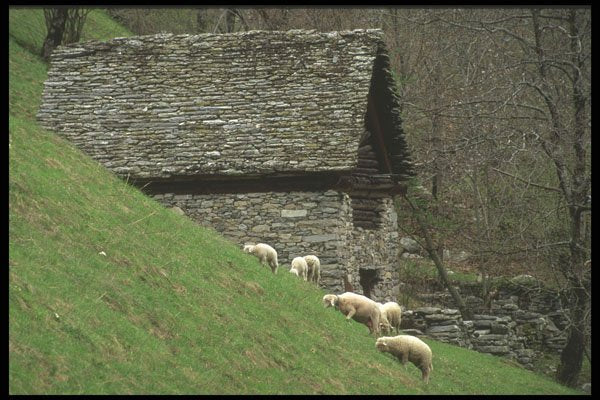 207022 Sheep And Stone House, Maggia Valley A4 Photo Print
