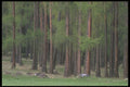 207023 Larch Trees A4 Photo Print