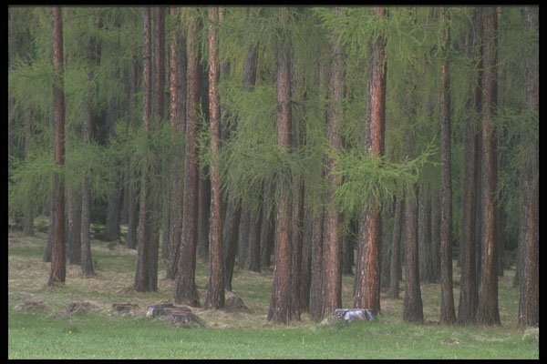 207023 Larch Trees A4 Photo Print