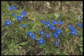 207032 Meadow Gentian A4 Photo Print