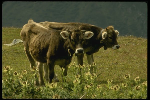 207035 Two Cows A4 Photo Print
