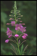 207042 Fireweed A4 Photo Print