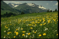 207054 Spring In The Mountain A4 Photo Print