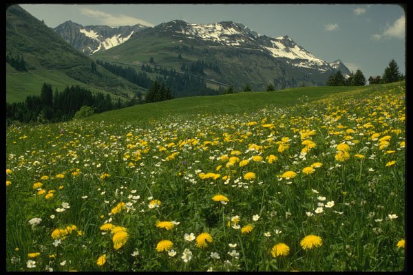 207054 Spring In The Mountain A4 Photo Print