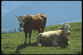 207055 Cows A4 Photo Print